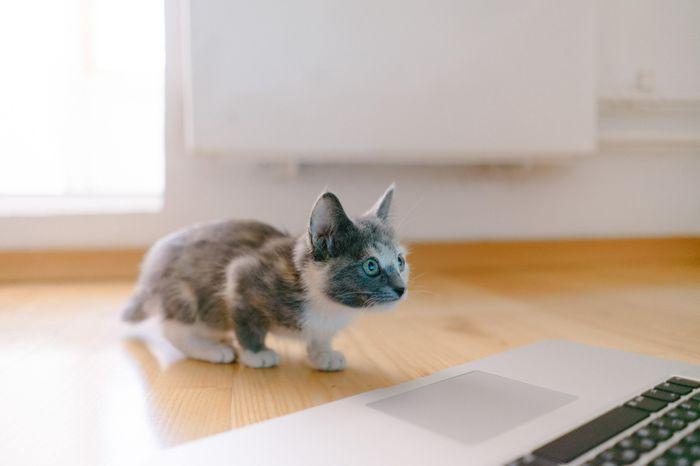 a-basic-understanding-of-http-and-socket-programming